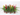 Bromelia en maceta