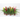 Bromelia en maceta