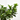 FICUS MICROCARPA TARRINA Tarrina 25cm