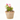 CACTUS DECORADOS MACETA Ø9CM