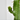CACTUS EUPHORBIA RAMIFICADA