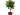 CALAMONDIN COPA EN MACETA DE 15 LITROS