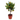 CALAMONDIN COPA EN MACETA DE 15 LITROS
