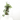 FICUS DANIELLE