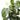 FICUS DANIELLE
