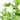ARALIA Maceta 10 litros