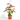 ANTHURIUM ROJO Maceta 3 litros