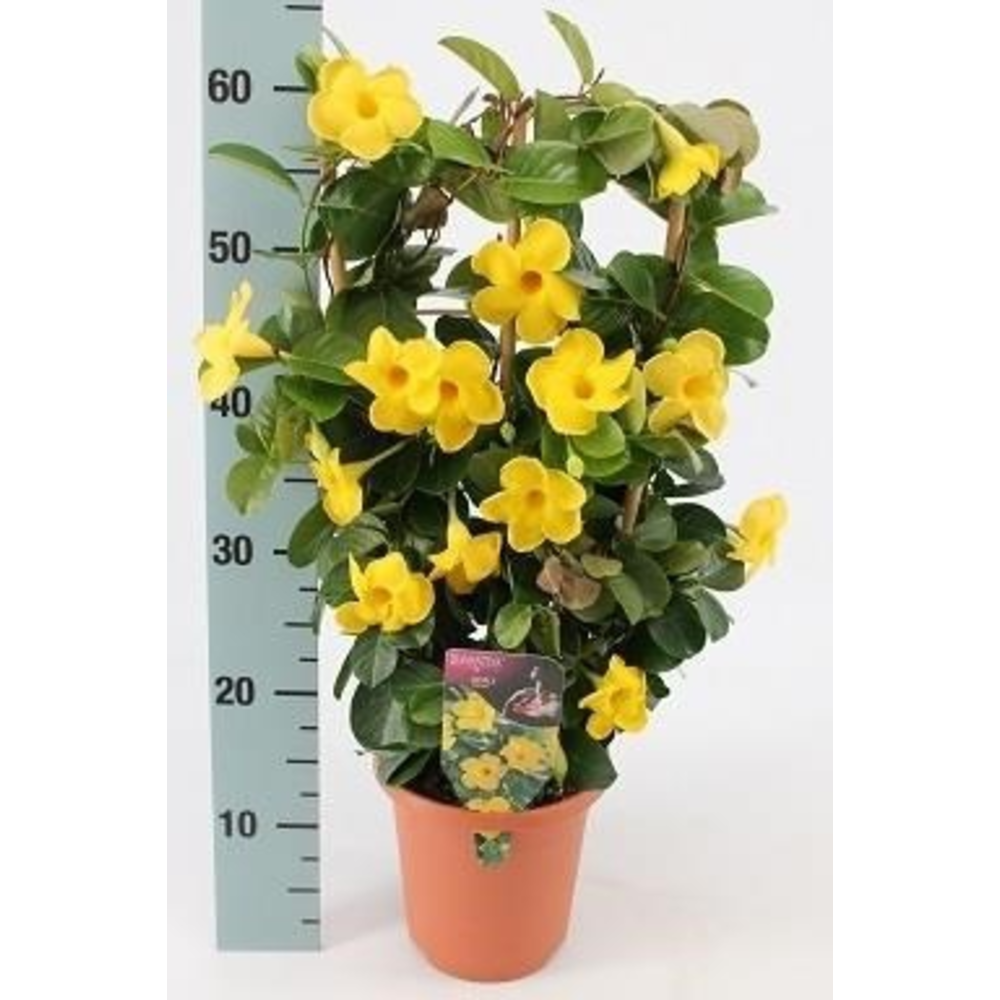 JAZMIN DE CHILE 3L ESPALDERA 7CM