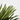 PALMERA PALMITO ARBUSTIVO Maceta 5 litros