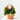 DAHLIA MACETA 3 LITROS Maceta 3 litros