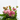 DAHLIA MACETA 3 LITROS Maceta 3 litros