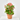 BEGONIA VARIEDADES MACETA 13 CM Maceta 13cm