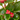 BEGONIA VARIEDADES MACETA 13 CM Maceta 13cm