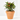 PIMIENTO ORNAMENTAL Maceta 13cm