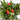 PIMIENTO ORNAMENTAL Maceta 13cm