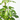 SCHEFFLERA GOLD Maceta 3 litros (Altura 85 - 95 cm)