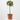 ACEBO ALASKA MINI ARBOLITO MACETA 23CM