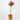 PHOTINIA FRASERI CARRE' ROUGE  LV 9 MINI ARBOLIT