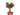FICUS MICROCARPA GINSENG T25