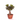 FICUS MICROCARPA GINSENG T25