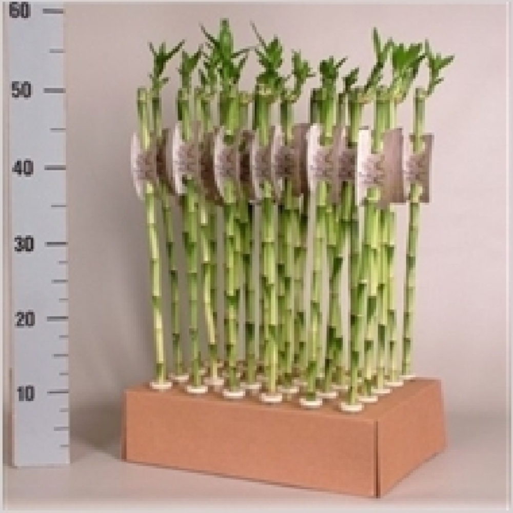 lucky bambu bamboo