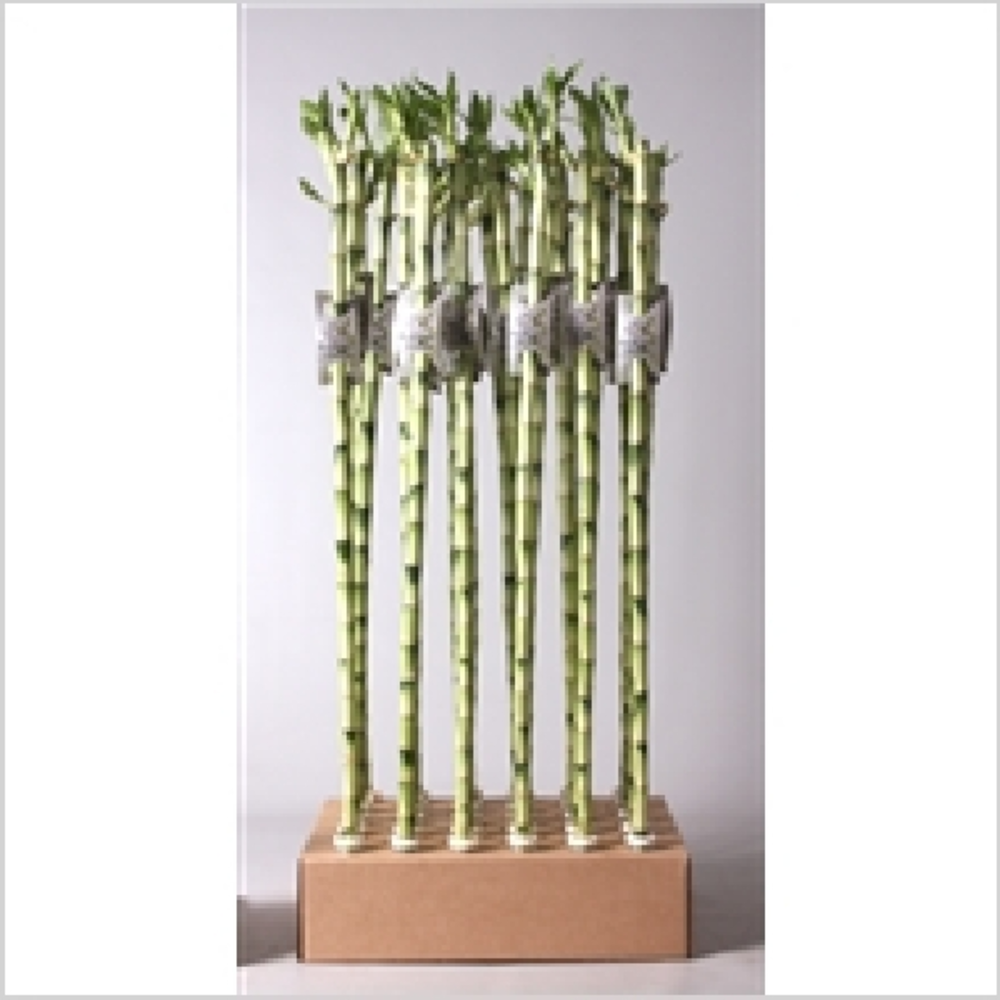 lucky bambu bamboo recto