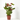 ANTHURIUM ROJO Maceta 12cm