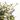CEANOTHUS MACETA 3L
