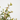 ABELIA Maceta 5 litros