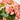 BEGONIA ELATIOR - SELECCIÓN COLORES Color Rosa