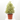 PITTOSPORUM TENUIFOL FORMAS 24CM