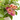 LANTANA Maceta 3 litros