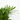 ARECA Maceta 4 litros
