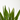 PALMERA YUCCA EXTERIOR MACETA 10 LITROS Maceta 10 litros