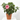 HIBISCUS Maceta 3 Litros