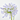 AGAPANTHUS VARIEDADES Diámetro 24 cm