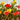 PORTULACA JARDINERA 40CM