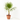 PALMERA WASHINGTONIA Maceta 10 litros