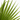 PALMERA WASHINGTONIA 15L Maceta 15 litros