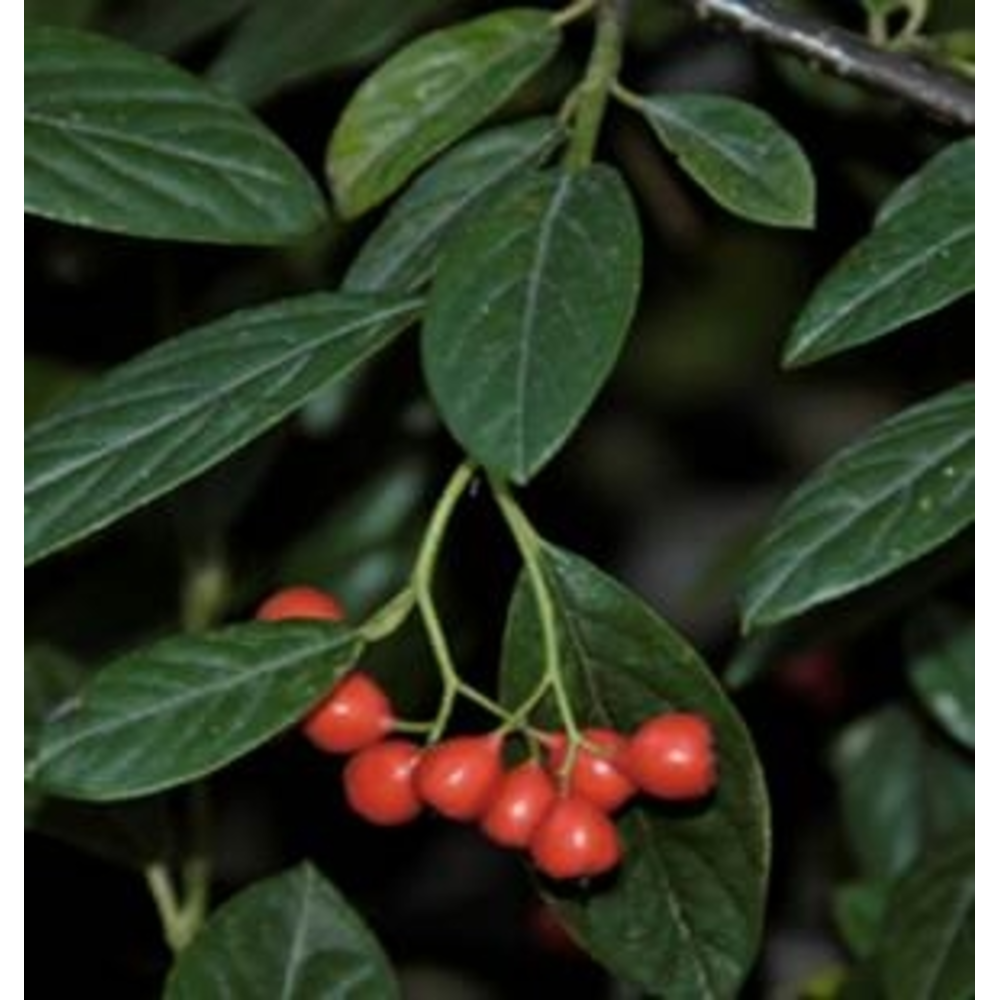 Cotoneaster en maceta de 3 litros