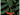 Cotoneaster en maceta de 3 litros