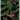 Cotoneaster en maceta de 3 litros