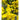 RETAMA ORNAMENTAL MACETA 3 LITROS