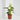 ANTHURIUM - SURTIDO COLORES Maceta 12cm