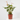 ANTHURIUM - SURTIDO COLORES Maceta 3 litros