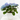 HORTENSIA Maceta 3L