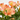 ALSTROMERIA