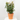 ROSAL MEILLAND ESPALDERA MACETA 3 LITROS
