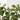 ROSAL MEILLAND ESPALDERA MACETA 3 LITROS