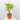 ACER PALMATUM Maceta 3 litros